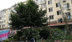 闵行丽园小区爆料视频最新,业主维权事件引发关注